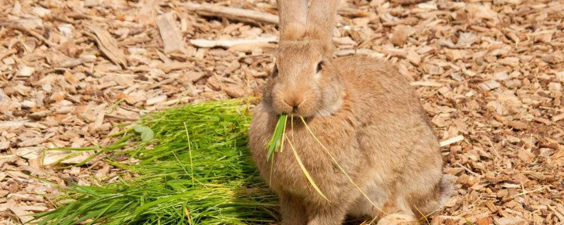 兔子一直吃东西正常吗