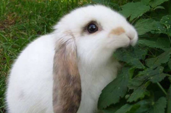 兔子一直吃东西正常吗