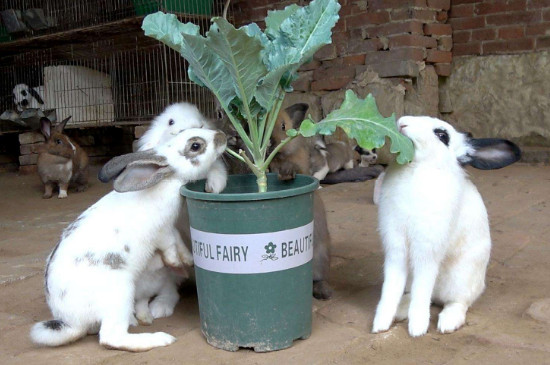 兔子可以吃红薯吗