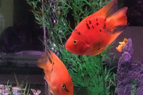 养的红色鱼为什么变黑