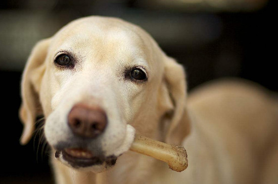 狗能吃骨头吗