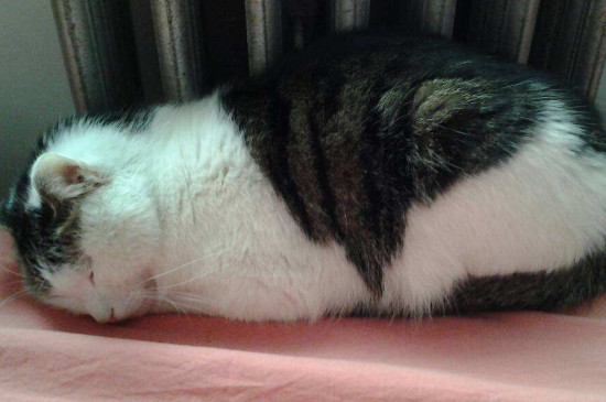 猫为什么喜欢睡两腿中间