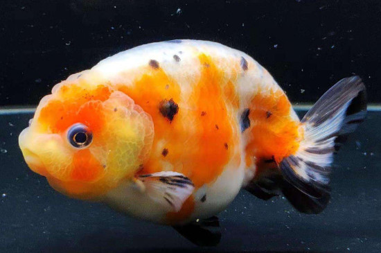 兰寿金鱼一年长几厘米