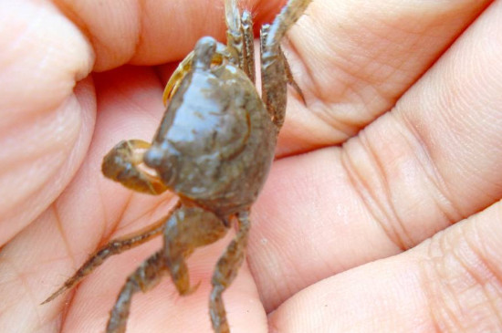 螃蟹怎么生小螃蟹