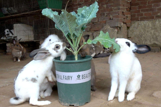 兔子一般是单只养还是成双养
