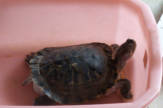 乌龟冬天需要水吗