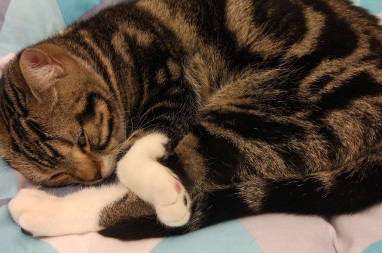 公猫突然睡猫砂盆是不是病了
