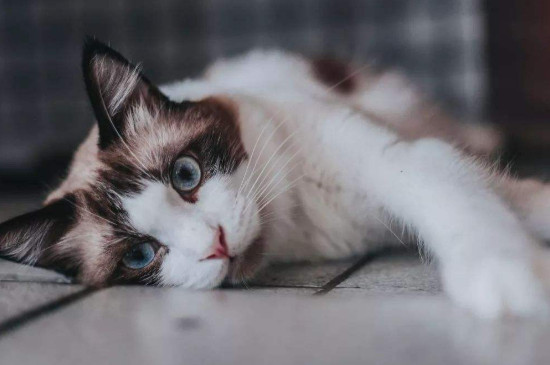 猫咪百合中毒早期症状