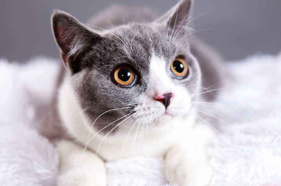 猫角膜溃疡用什么药