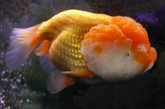怎么防止金鱼咬头瘤