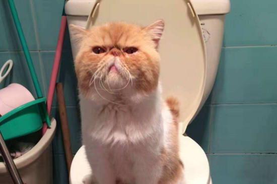 猫咪坐车上厕所怎么办