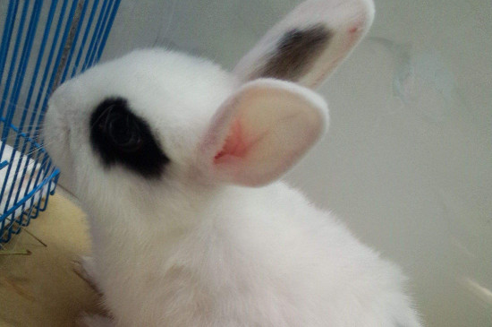 兔子耳朵热是怎么回事，为什么兔子的耳朵很烫