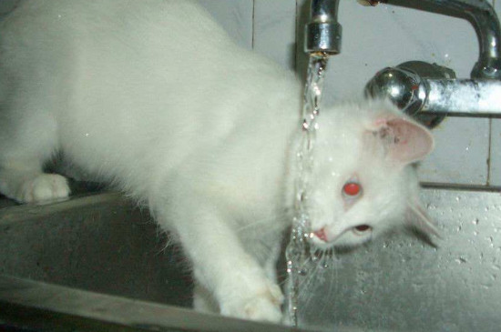 怎样训练猫咪不要玩水