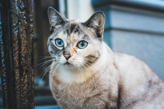 猫咪不吃东西怎么办