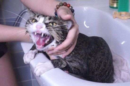 猫洗澡多久一次