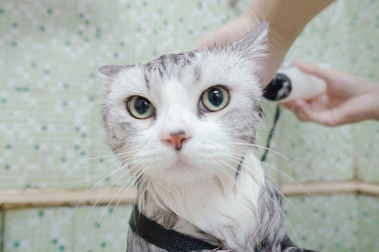 猫洗澡多久一次