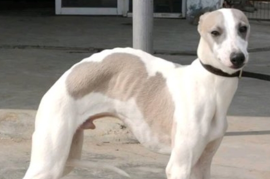 世界十大猎犬品种排名，山区打猎最厉害的狗图片