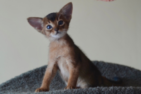 阿比西尼亚猫多少钱一只，纯种幼崽的价格在6000元左右