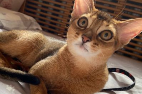 阿比西尼亚猫多少钱一只，纯种幼崽的价格在6000元左右