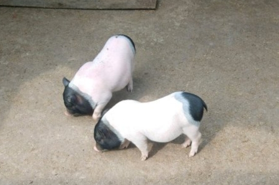 小型宠物猪多少钱一只，幼崽宠物猪图片和价格