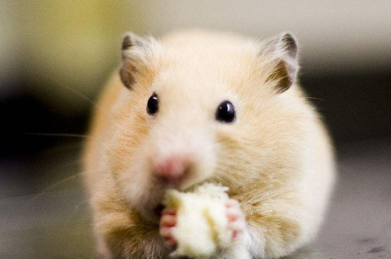仓鼠可以吃苹果吗