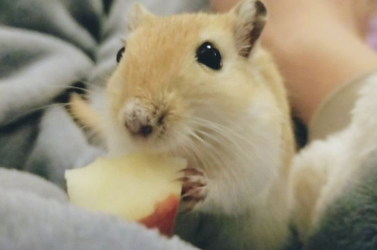 仓鼠可以吃苹果吗