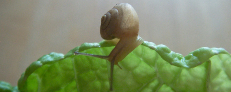 蜗牛喜欢吃什么食物