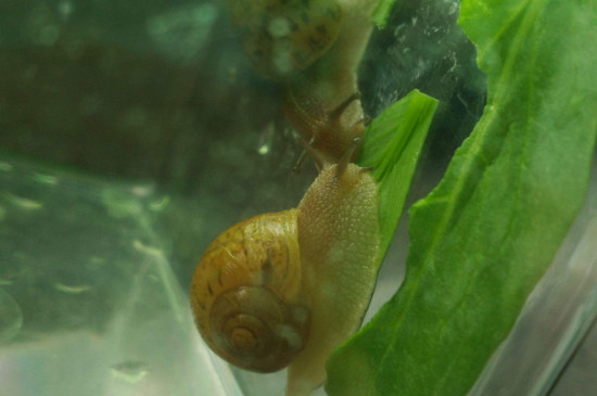 蜗牛喜欢吃什么食物
