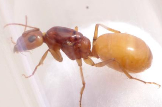 蚂蚁喜欢吃什么食物