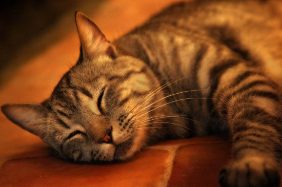 猫睡觉流口水怎么回事