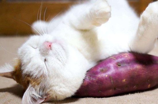 猫可以吃红薯吗