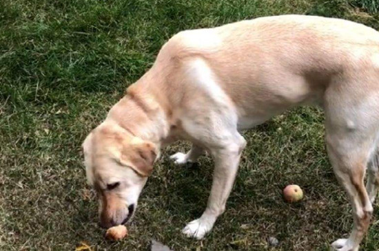 狗能吃苹果嘛