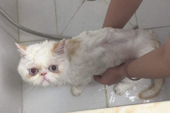 小猫几个月可以洗澡