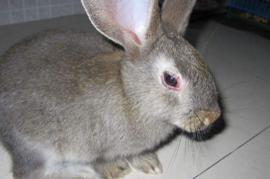 兔子的眼睛是什么颜色
