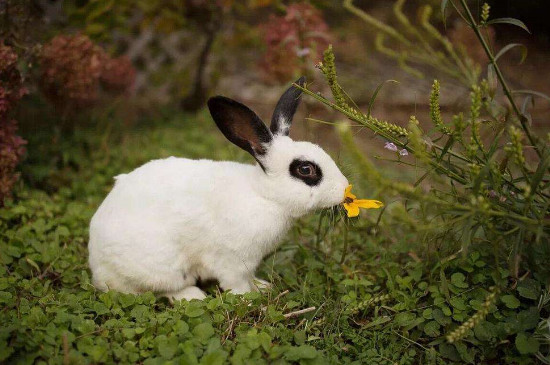 兔子爱吃什么食物