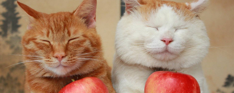 猫咪能吃什么水果