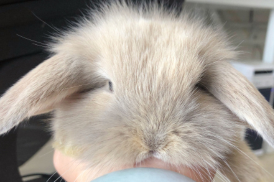 刚出生的小兔子多久喂一次奶