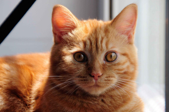 猫闻橘子皮有害吗