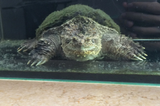 鳄龟是深水龟吗