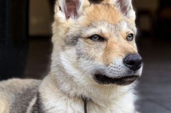 捷克狼犬可以在城市养吗