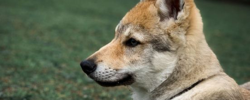 捷克狼犬可以在城市养吗
