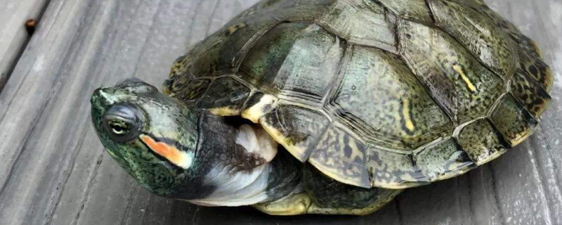 红耳巴西龟一般的寿命有多长