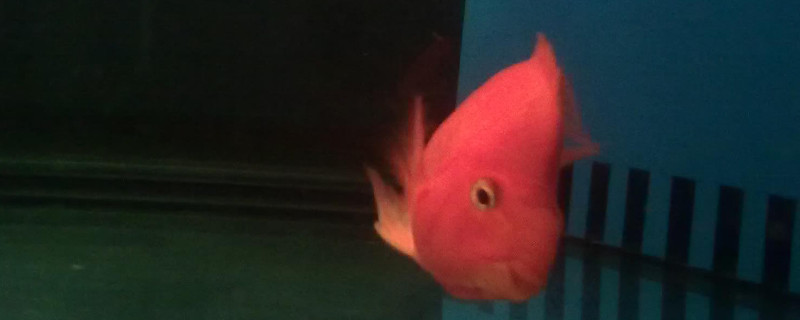 红鹦鹉鱼寿命有多长