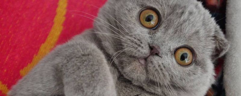 猫的眼睛为什么会变色_宠物圈