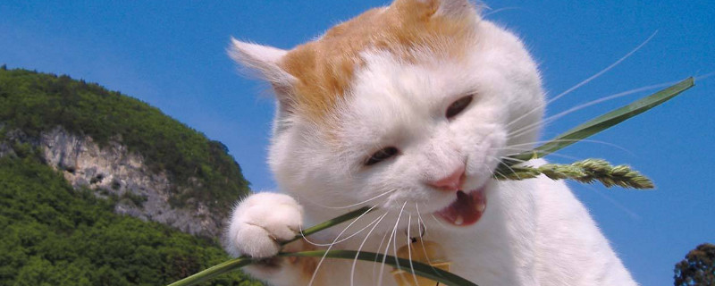 猫能吃花生吗