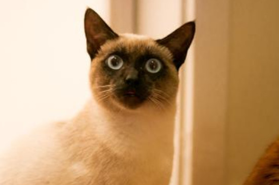 暹罗猫寿命一般多少年