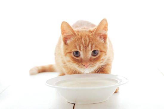 猫可以喝纯牛奶吗
