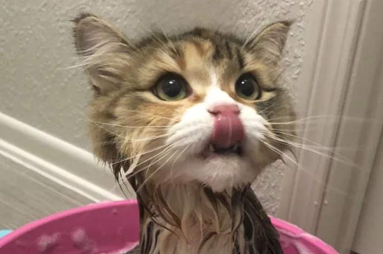 猫需要洗澡吗