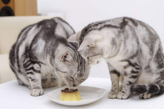 猫能吃什么人吃的东西