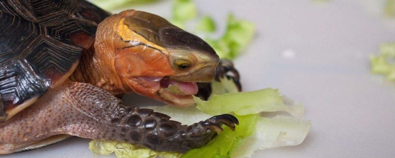 乌龟喜欢吃什么